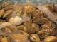 Is It Safe To Eat Clam During Pregnancy?